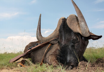 Black wildebeest trophy and weapons after a traditional hunting safari.