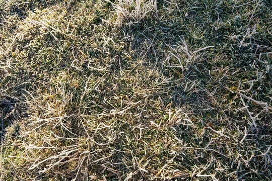 Closeup Of Frozen Grass Blades, Top View