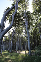 Fototapeta premium Wald