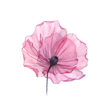 Watercolor Poppy. Transparent big flower isolated on white. Hand painted artwork with detailed petals. Botanical illustration for cards, wedding design