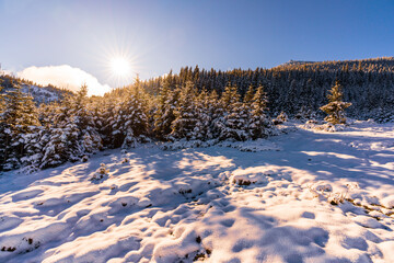 Carpathian mountains and hills with snow-white snow drifts and evergreen trees illuminated by the bright sun