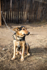 Large dog on a chain on the background of the fence. Concept of territory protection. A large brown and black Sheepdog.