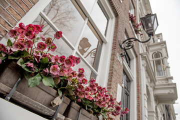 Flower filled window boxes. Urban gardening landscaping design. Amsterdam. hellebore in the window box. Hellebore flowers in a box on the facade of a building in Amsterdam