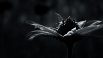 Fototapeta na wymiar black and white flower