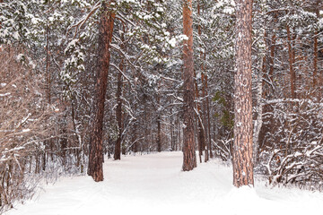 Winter road in a snowy forest, tall trees along the road. There is a lot of snow on the trees. Beautiful bright winter landscape. Winter season concept. Place for text.