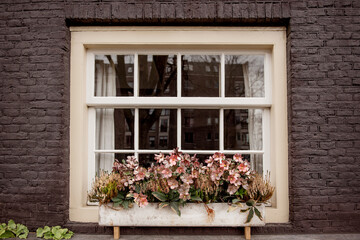 Fototapeta na wymiar Flower filled window boxes. Urban gardening landscaping design. Amsterdam. hellebore in the window box.