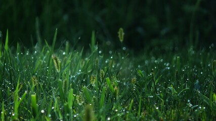 grass with dew drops