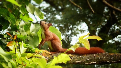 squirrel on the tree