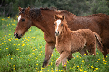 horse and foal