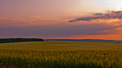 sunset over the field