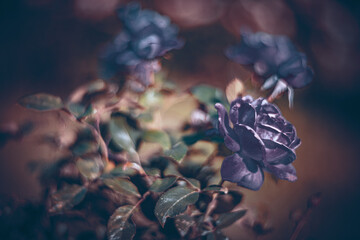 Soft focus flowers- light bokeh