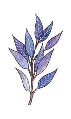 Hand-drawn watercolor violett twigs, leaves and buds isolated on white background