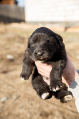 A man holds a small shaggy black puppy in his hands. The concept of Pets. Close-up photo.
