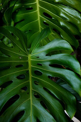 monstera leaves  Lush foliage, greenery in paradise garden. Abstract natural dark green jungle vegetation background pattern, wild summer rain forest