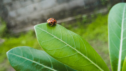 The koksi beetle is a small animal belonging to the order Coleoptera. They are easily recognized because of their small circular appearance and colorful backs and in some types are mottled