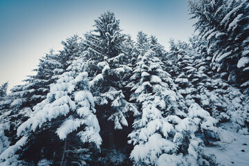 Tall dense old spruce trees grow on a snowy slope