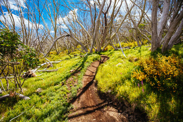 Mount Buller Walking and Biking Trails in Summer