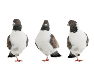 Naklejka premium German pigeons modena standing on one leg isolated on white background