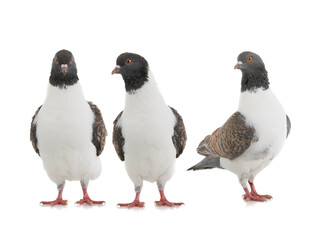 German pigeons modena isolated on white background