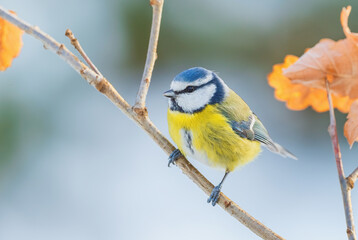 Fototapeta premium Blue Tit - Parus caeruleus, beautiful colored perching bird from European forests and gardens, Czech Republic.