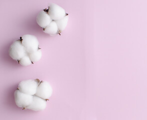Beautiful white cotton flowers on a color background