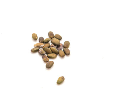 Albizia lebbeck or frywood, flea tree peeled seeds isolated on white background