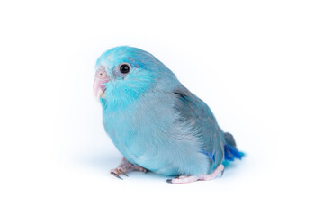 Forpus blue color isolated on white background  baby little bird parrot parakeet 1 month age