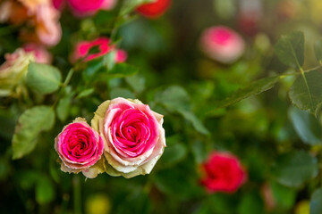 Pink Rose flower on green background.