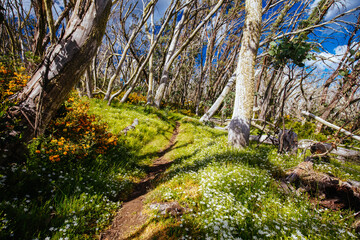 Mount Buller Walking and Biking Trails in Summer