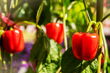 Fototapeta premium Bell pepper on the tree ready to be sold and eaten.