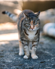 Obraz premium portrait of a walking cat on road