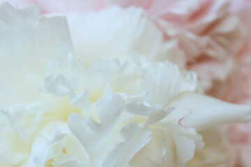 soft pink peony flowers background