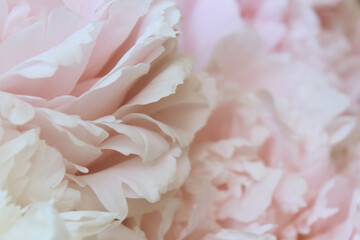 soft pink peony flowers background