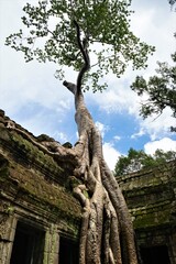 Fototapeta na wymiar Overgrown tree at Ta Prohm Temple in Angkor Thom, Siem Reap, Cambodia