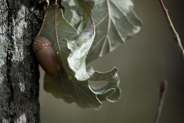 acorn on tree