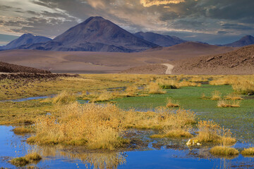 Couple walking in Piedras Rojas (Red Rocks), Deserto do Atacama (Atacama Desert), Chile