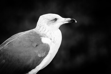 white gull 
