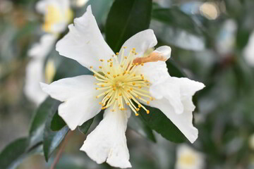 滋賀県の良いところ