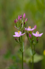 echtes tausendgüldenkraut,
Centaurium erythraea