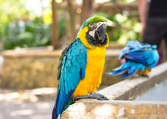 blue and yellow macaw ara © rubchikova