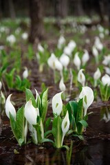 湿原の白い妖精