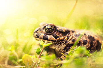 frog on the grass