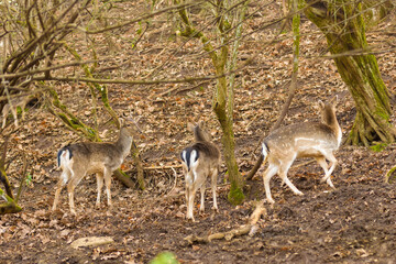 Naklejka na ściany i meble Herd of deer out in a forest. 