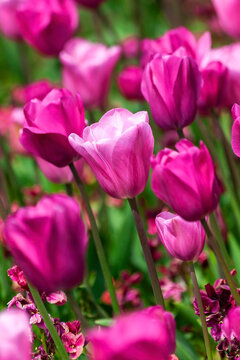 Tulip background (tulipa) a spring flowering plant with a pink springtime flower in a public park during March and April, stock photo image