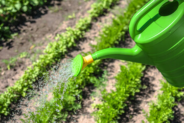 Farmer water plants in the garden with a watering can. Bio organic gardening concept.