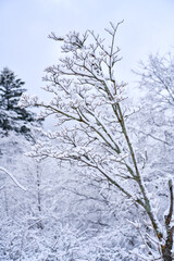 winter mountain landscape