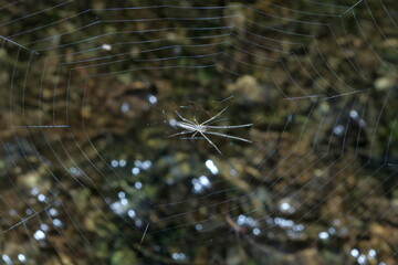 Big Spider near Water Fall, Rio de Janeiro
