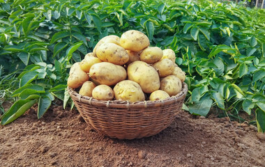 Fresh Potato in the busket. Fresh organic potatoes in the field, harvesting potatoes from soil
