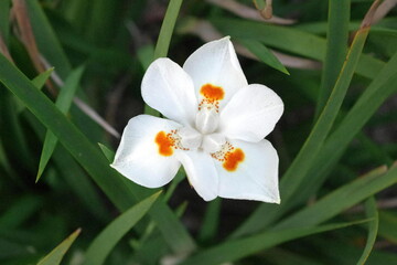 Fototapeta na wymiar White Narcissus Flower with Orange Spots, Rio de Janeiro's Imperial Botanical Gardens