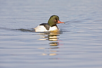 A male goosander (Mergus merganser) swimming on a cold morning in a lake.